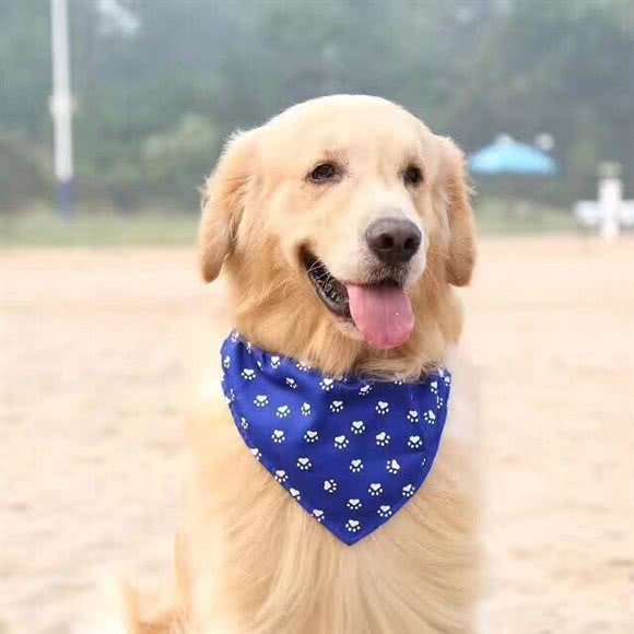 哆贝宠物美容