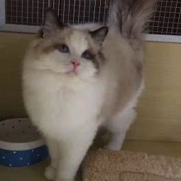 龙猫馆·悠派宠物·布偶猫舍