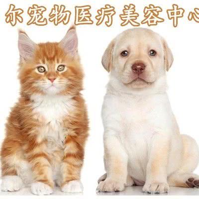 贝尔宠物医疗美容中心(沔阳公馆店)