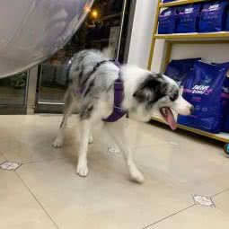慕杨家宠物美容工作室