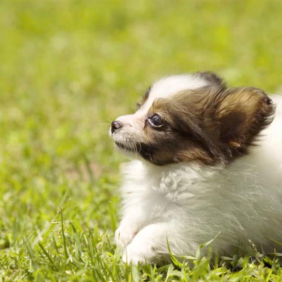 拉布拉多王国犬舍