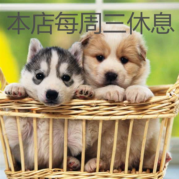 传奇宠物狗