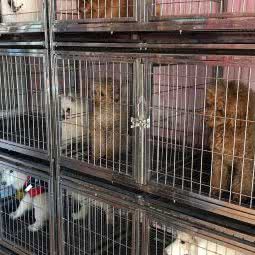 阿猫阿狗宠物生活馆