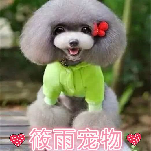 筱雨宠物