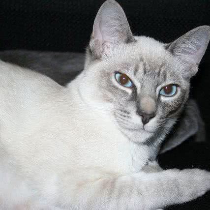 猫三狗四宠物游泳生活会馆