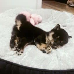 富仕庄柴犬犬舍
