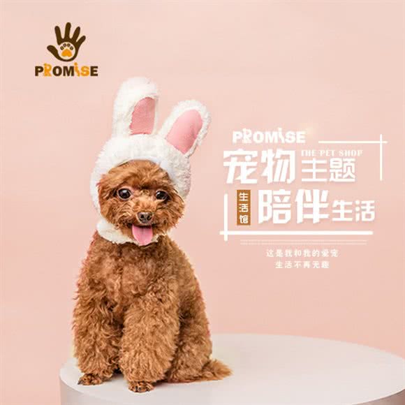 promise宠物主题生活馆
