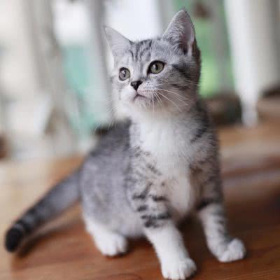 单身猫狗生活馆宠物用品(全城配送店)