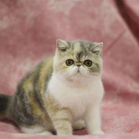 有猫腻·猫咖