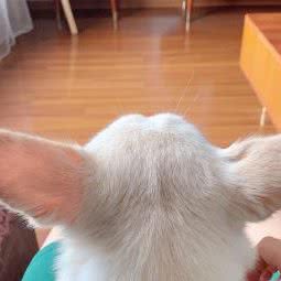 吉祥犬业