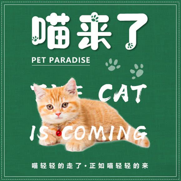 喵来了·猫舍·猫活体·猫寄养