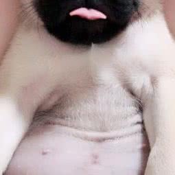 Oh My Dog宠物店