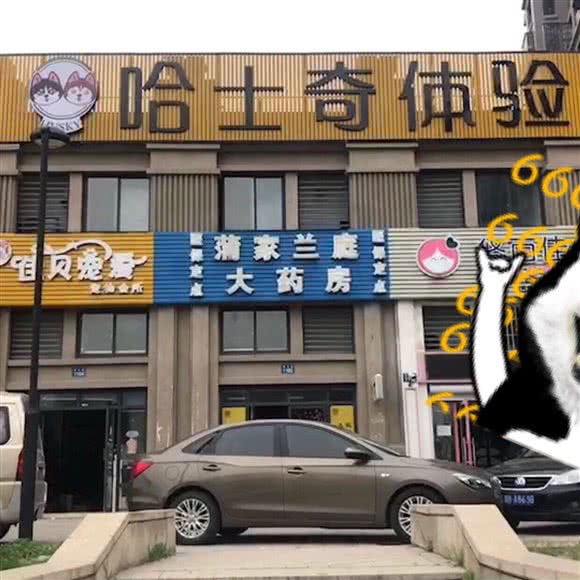 哈士奇体验馆