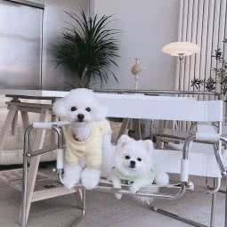 爱乐宠物工作室