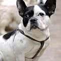 贵贵宝宠物用品店