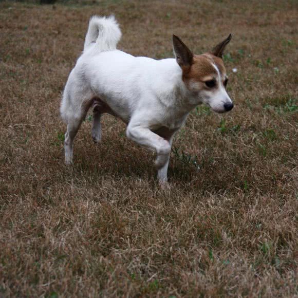 龙池犬舍直营店
